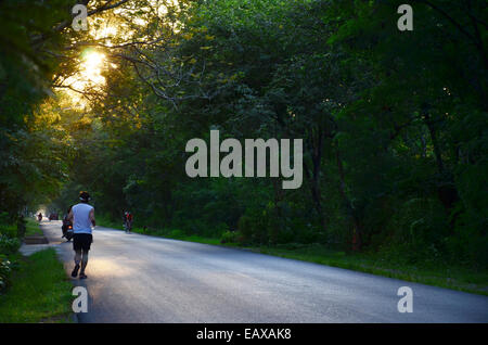 Mann Joggen im Baum Tunnel Naturstrasse im Sonnenuntergang Stockfoto