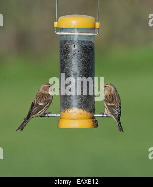 Paar weniger Birkenzeisige (Zuchtjahr Cabaret) thront am Vogelhäuschen. Winter. UK Stockfoto