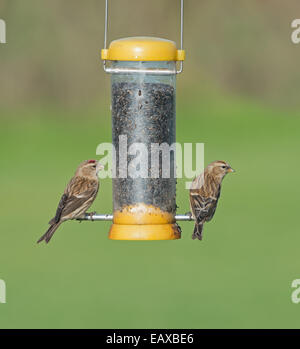 Paar weniger Birkenzeisige (Zuchtjahr Cabaret) thront am Vogelhäuschen. Winter. UK Stockfoto