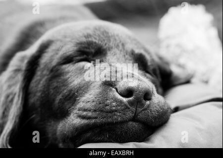 Schokoladen-Labrador Retriever Welpe schläft in Schwarz und Weiß Stockfoto