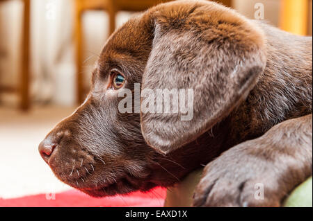 Porträt eines 8 Wochen alten Chocolate Labrador Retriever Welpen Stockfoto