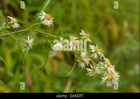 Narrow-leaved-Bergaster, Aster lanceolatus Stockfoto