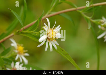 Narrow-leaved-Bergaster, Aster lanceolatus Stockfoto