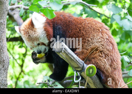 roter Panda liegt auf einem Ast Stockfoto