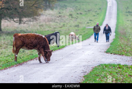 Junge Englisch Longhorn Kalb auf einer Straße in einem Landschaftspark. Stockfoto