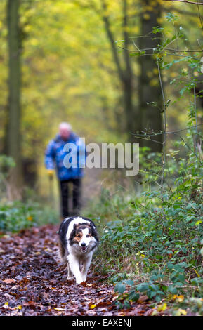 Älterer Mann zu Fuß seine Hunde auf einem Wanderweg in einer bewaldeten Umgebung. Stockfoto