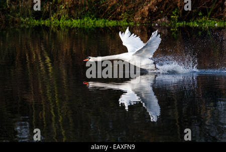 Männlichen Höckerschwan ausziehen aus einem See. Stockfoto