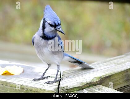 Blue Jay thront auf einem Pfosten Erdnüsse essen. Stockfoto