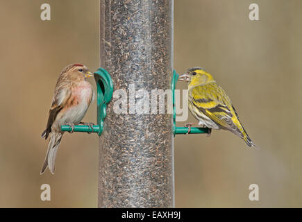 Männliche weniger Redpoll (Zuchtjahr Kabarett) und weibliche Zeisig (Zuchtjahr Spinus) thront am Vogelhäuschen. Stockfoto