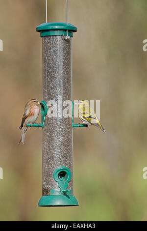 Männliche weniger Redpoll (Zuchtjahr Kabarett) und weibliche Zeisig (Zuchtjahr Spinus) thront am Vogelhäuschen. Stockfoto