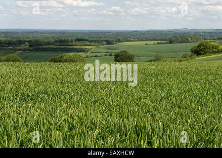 Weizenernte in jungen Ohr an einem hellen Sommertag mit blauen Himmel und Wolken in der Nähe von West Woodhay, Berkshire, Juni Stockfoto