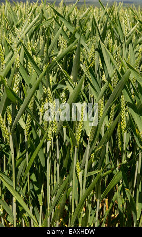 Weizenernte im Ohr in der Nähe von West Woodhay, Berkshire, Juni Stockfoto