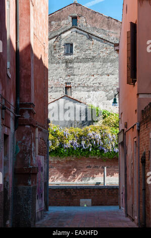 Venedig im Frühling - Blick auf eine enge Gasse mit Glyzinien und gelben Banksia Rosen, die über einer Gartenmauer wachsen (Italien) Stockfoto