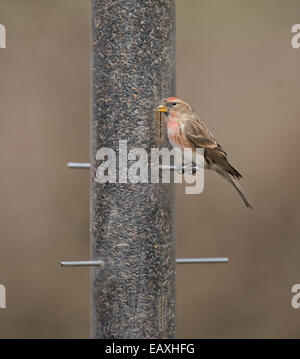 Männliche weniger Redpoll. (Zuchtjahr Cabaret) thront am Vogelhäuschen. Winter. UK Stockfoto