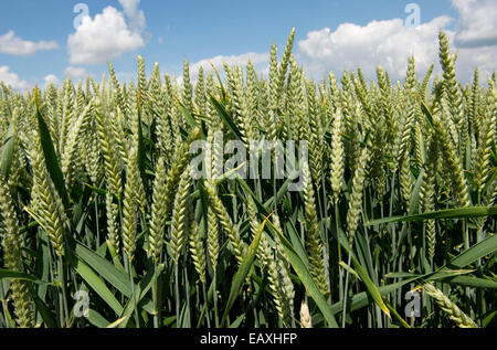 Weizenernte im Ohr in der Nähe von West Woodhay, Berkshire, Juni Stockfoto