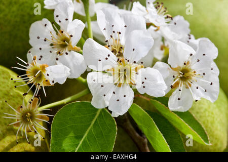 Birne blüht "Pyrus Communis". Stockfoto