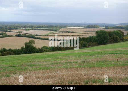 Weizen Stoppeln mit einigen Pflanzen und Unkraut nachwachsen im Frühherbst, Berkshire, September Stockfoto