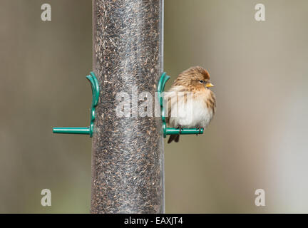 Weibliche weniger Redpoll. (Zuchtjahr Cabaret) thront am Vogelhäuschen. Winter. UK Stockfoto