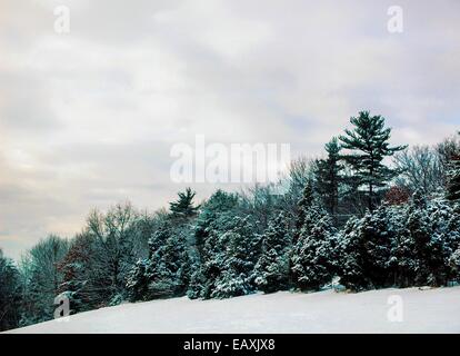 Malerische Aussicht auf Schnee bedeckt Bäume, Felsen und Pinsel an einem kalten bewölkten Tag. Stockfoto