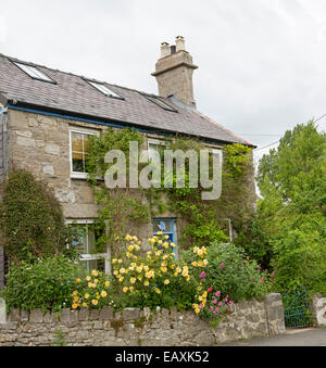 Altes Steinhaus mit Schieferdach & bunte Garten mit gelben Rosen & Kletterer über hohe Mauern im walisischen Dorf Llangoed Stockfoto