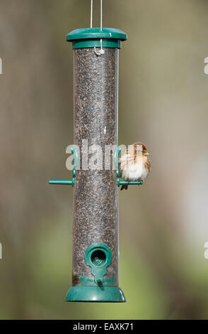 Weibliche weniger Redpoll. (Zuchtjahr Cabaret) thront am Vogelhäuschen. Winter. UK Stockfoto