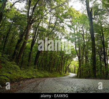 Feldweg durch dichten Regenwald in Neuseeland Stockfoto