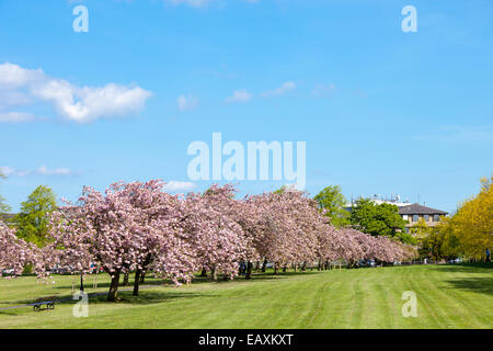 Kirschblüte auf die streunenden in Harrogate, England Stockfoto