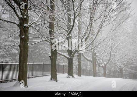 Verschneite Bäume und Zaun entlang Winterdienst mit dicken Schnee bedeckt. Toronto, Kanada. Stockfoto