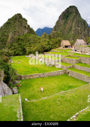 Lamas weiden an der Inka-ruinen von Machu Picchu, Huayna Picchu steigende im Hintergrund, in der Nähe von Aguas Calientes, Peru. Stockfoto