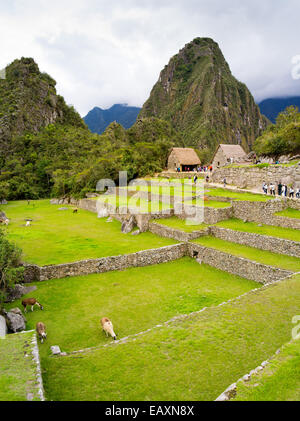 Lamas weiden an der Inka-ruinen von Machu Picchu, Huayna Picchu steigende im Hintergrund, in der Nähe von Aguas Calientes, Peru. Stockfoto