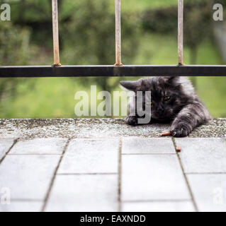 Hauskatze stiehlt seine Snack auf dem Balkon. Sein Name ist Fox. Stockfoto