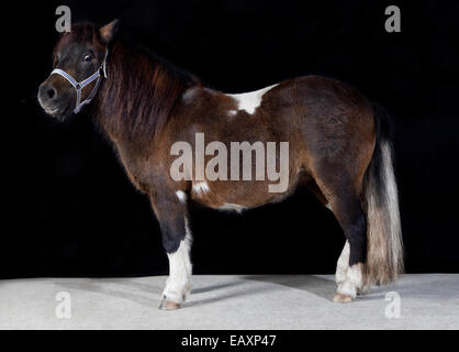 ein Pony mit braunen und weißen Flecken im Studio vor schwarzem Hintergrund Stockfoto