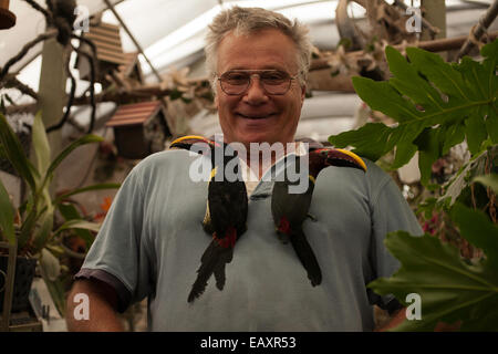 Stolzer Mann genießt seine Green Aracari Toucanete Vögel in Berkshire Vogelschutzgebiet Voliere Angeberei. Stockfoto