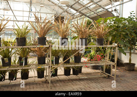 Gewächshaus-Innenraum Baumschule und Gartencenter in Great Barrington, Massachusetts. Stockfoto