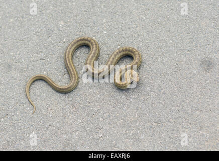 Kaltblütige Viper wärmt Körper auf einem herbstlichen asphalt Stockfoto