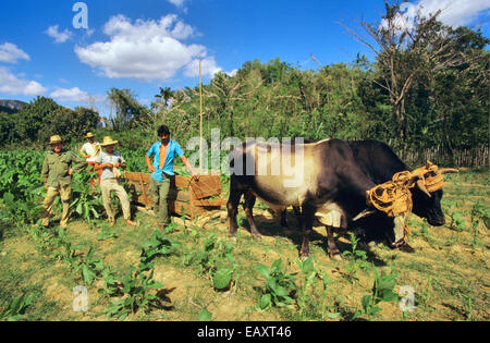 Tabakbauern und ihre Ochsen, Vinales Tal, Pinar Del Rio, Kuba, Karibik Stockfoto