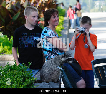 Waschbär im Stanley Park, Vancouver, Kanada mit Touristen und ein Junge mit dem Fotografieren Stockfoto