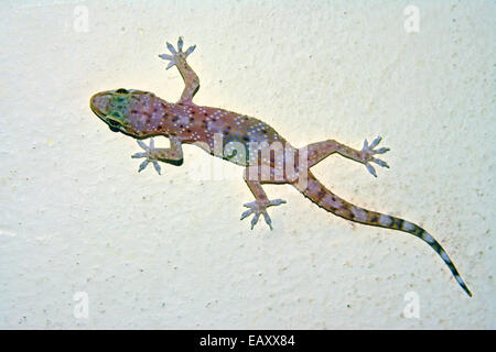 Gecko an der Wand Stockfoto