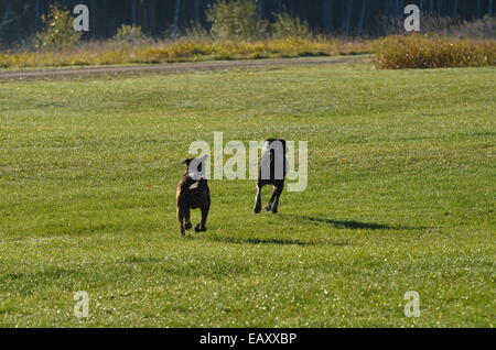 zwei Hunde weglaufen Stockfoto