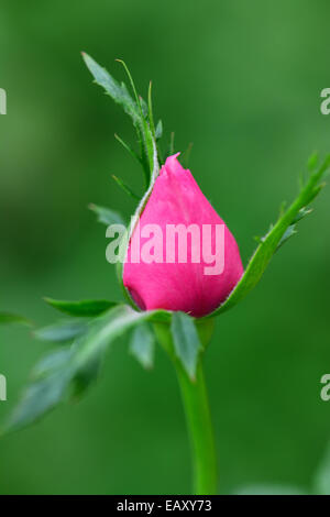 Rosa Rosenknospe in Nahaufnahme Stockfoto