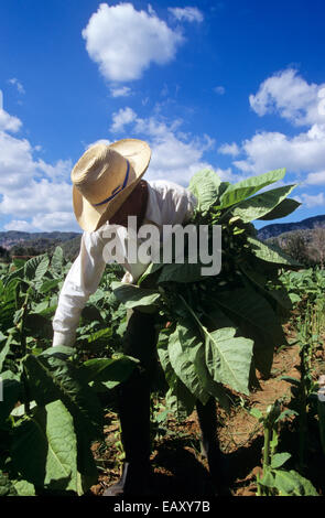 Tabakbauern schneidet Blätter, Vinales Tal, Pinar del Rio, Kuba, Karibik Stockfoto
