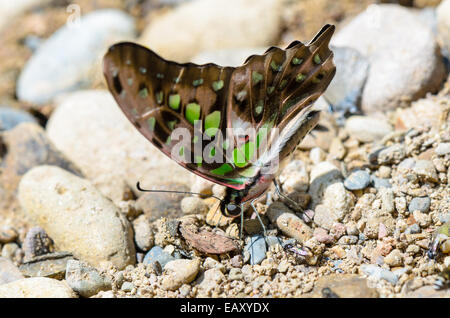 Tailed Jay Schmetterling (Graphium Agamemnon) mit Nahaufnahme haben grüne Flecken auf Flügeln Fütterung auf dem Boden Stockfoto