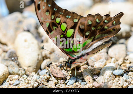 Tailed Jay Schmetterling (Graphium Agamemnon) mit Nahaufnahme haben grüne Flecken auf Flügeln Fütterung auf dem Boden Stockfoto