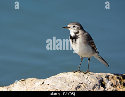 Weiße Bachstelze, Motacilla Alba Stockfoto
