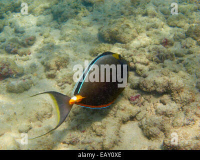 Orangespine Unicornfish (Naso Lituratus), Hanauma Bay Nature Preserve, Oahu, Hawaii, USA - unter Wasser Stockfoto