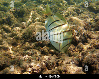 Tang (Acanthurus Triostegus), Hanauma Bay Nature Preserve, Oahu, Hawaii, USA - Unterwasser zu überführen Stockfoto