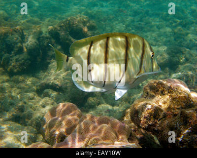 Tang (Acanthurus Triostegus), Hanauma Bay Nature Preserve, Oahu, Hawaii, USA - Unterwasser zu überführen Stockfoto