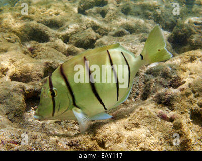 Tang (Acanthurus Triostegus), Hanauma Bay Nature Preserve, Oahu, Hawaii, USA - Unterwasser zu überführen Stockfoto