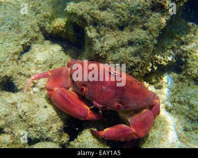 Konvexe Krabbe (Carpilius Convexus), Hanauma Bay Nature Preserve, Oahu, Hawaii, USA - unter Wasser Stockfoto