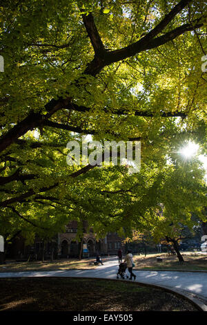 Universität Tokio, Bunkyo-Ku, Tokyo, Japan Stockfoto